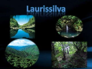 Laurissilva