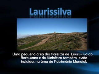 Laurissilva Uma pequena área das florestas de  Laurissilva do Barbusano e do Vinhático também  estão incluídas na área de Património Mundial.