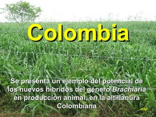 Colombia eap Se presenta un ejemplo del potencial de los nuevos híbridos del género  Brachiaria  en producción animal, en la altillanura Colombiana 