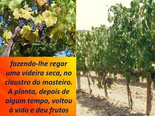 fazendo-lhe regar
uma videira seca, no
claustro do mosteiro.
A planta, depois de
algum tempo, voltou
à vida e deu frutos
 