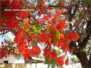 Santa Teresa arborizada... 
