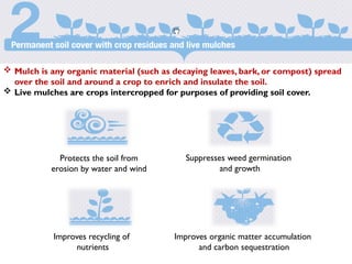  Mulch is any organic material (such as decaying leaves, bark, or compost) spread
over the soil and around a crop to enrich and insulate the soil.
 Live mulches are crops intercropped for purposes of providing soil cover.
Suppresses weed germination
and growth
Improves organic matter accumulation
and carbon sequestration
Improves recycling of
nutrients
Protects the soil from
erosion by water and wind
cost.
 