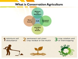 cost.
What is Conservation Agriculture
CA
Minimum
Soil
Disturbance
Permanent
Soil Cover
Diversified
Crop
Rotation
Weed
Control
 