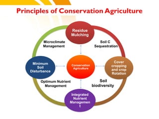 Conservation
Agriculture
Residue
Mulching
Cover
cropping
and crop
Rotation
Integrated
Nutrient
Managemen
t
Minimum
Soil
Disturbance
Microclimate
Management
Soil C
Sequestration
Optimum Nutrient
Management
Soil
biodiversity
Principles of Conservation Agriculture
cost.
 