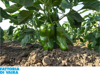 Paola Santi Az. biodinamica Di Vaira: la filiera aggregata e l’integrazione col consumatore