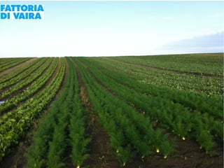 Paola Santi Az. biodinamica Di Vaira: la filiera aggregata e l’integrazione col consumatore