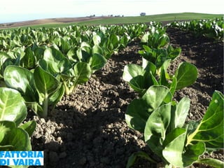 Paola Santi Az. biodinamica Di Vaira: la filiera aggregata e l’integrazione col consumatore