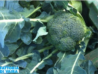 Paola Santi Az. biodinamica Di Vaira: la filiera aggregata e l’integrazione col consumatore