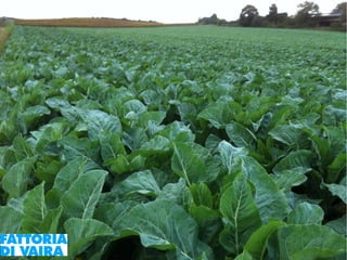 Paola Santi Az. biodinamica Di Vaira: la filiera aggregata e l’integrazione col consumatore