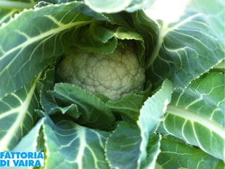 Paola Santi Az. biodinamica Di Vaira: la filiera aggregata e l’integrazione col consumatore