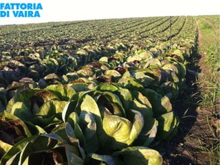 Paola Santi Az. biodinamica Di Vaira: la filiera aggregata e l’integrazione col consumatore