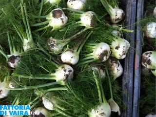 Paola Santi Az. biodinamica Di Vaira: la filiera aggregata e l’integrazione col consumatore