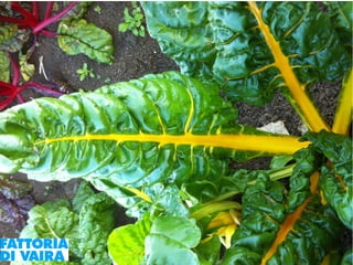 Paola Santi Az. biodinamica Di Vaira: la filiera aggregata e l’integrazione col consumatore