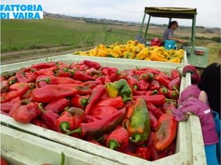 Paola Santi Az. biodinamica Di Vaira: la filiera aggregata e l’integrazione col consumatore