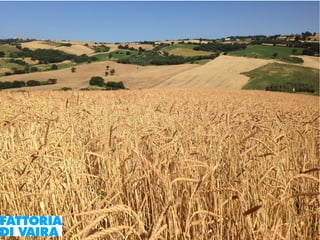 Paola Santi Az. biodinamica Di Vaira: la filiera aggregata e l’integrazione col consumatore