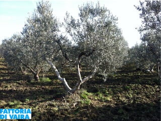 Paola Santi Az. biodinamica Di Vaira: la filiera aggregata e l’integrazione col consumatore