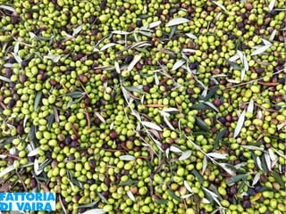 Paola Santi Az. biodinamica Di Vaira: la filiera aggregata e l’integrazione col consumatore