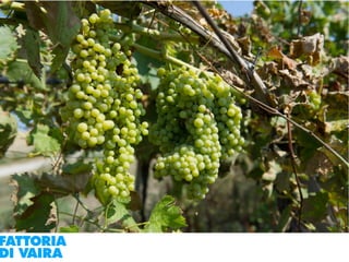 Paola Santi Az. biodinamica Di Vaira: la filiera aggregata e l’integrazione col consumatore