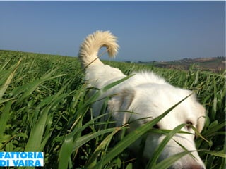 Paola Santi Az. biodinamica Di Vaira: la filiera aggregata e l’integrazione col consumatore