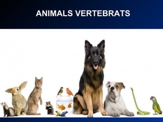 ANIMALS VERTEBRATS 
 