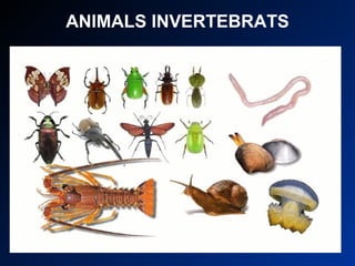 ANIMALS INVERTEBRATS 
 