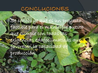 CONCLUCIONES
 Se

concluye que es un proyecto
factible para el municipio puesto
que cumple con todas las
exigencias edafoclimaticas que
favorecen la capacidad de
producción.

 