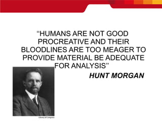 ‘‘ HUMANS ARE NOT GOOD PROCREATIVE AND THEIR BLOODLINES ARE TOO MEAGER TO PROVIDE MATERIAL BE ADEQUATE FOR ANALYSIS’’  HUNT MORGAN 