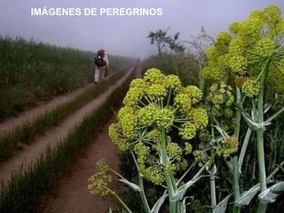 IMÁGENES DE PEREGRINOS 