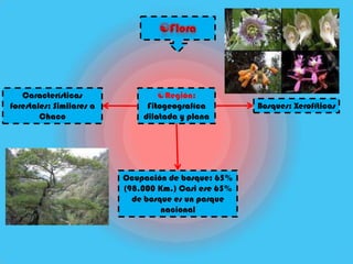 Características                Región:
forestales: Similares a        Fitogeografíca         Bosques: Xerofíticas
        Chaco                 dilatada y plana




                          Ocupación de bosque: 65%
                          (98.000 Km.) Casi ese 65%
                            de bosque es un parque
                                   nacional
 