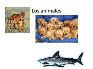 Los animales

 