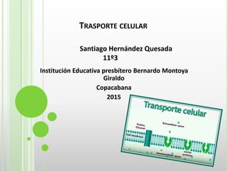 TRASPORTE CELULAR
Institución Educativa presbítero Bernardo Montoya
Giraldo
Copacabana
2015
Santiago Hernández Quesada
11º3
 