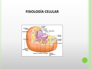 FISIOLOGÍA CELULAR
 