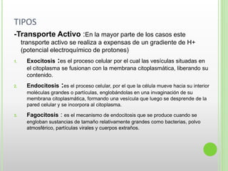 TIPOS
-Transporte Activo :En la mayor parte de los casos este
transporte activo se realiza a expensas de un gradiente de H+
(potencial electroquímico de protones)
1. Exocitosis :es el proceso celular por el cual las vesículas situadas en
el citoplasma se fusionan con la membrana citoplasmática, liberando su
contenido.
2. Endocitosis :es el proceso celular, por el que la célula mueve hacia su interior
moléculas grandes o partículas, englobándolas en una invaginación de su
membrana citoplasmática, formando una vesícula que luego se desprende de la
pared celular y se incorpora al citoplasma.
3. Fagocitosis : es el mecanismo de endocitosis que se produce cuando se
engloban sustancias de tamaño relativamente grandes como bacterias, polvo
atmosférico, partículas virales y cuerpos extraños.
 