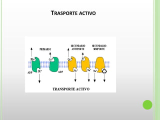 TRASPORTE ACTIVO
 