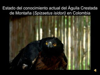 Estado del conocimiento actual del Águila Crestada
de Montaña (Spizaetus isidori) en Colombia
 