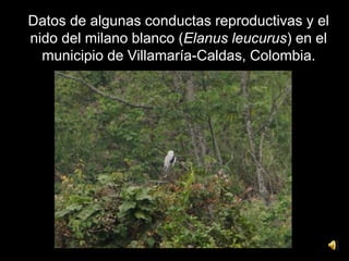 Datos de algunas conductas reproductivas y el
nido del milano blanco (Elanus leucurus) en el
municipio de Villamaría-Caldas, Colombia.
 