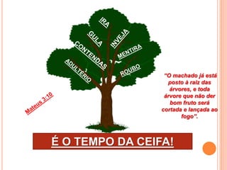 É O TEMPO DA CEIFA!
“O machado já está
posto à raiz das
árvores, e toda
árvore que não der
bom fruto será
cortada e lançada ao
fogo”.
 