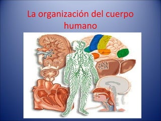 La organización del cuerpo
         humano
 