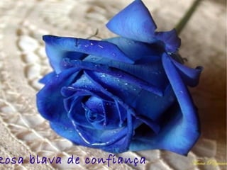 Rosa blava de confiança
 