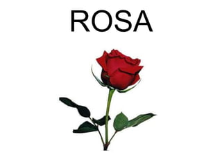 ROSA
 