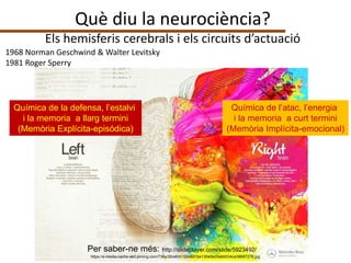 https://mindmaple.files.wordpress.com/2012/06/6175-rightleftbrain.jpghttps://s-media-cache-ak0.pinimg.com/736x/26/e6/d1/26e6d1be130e3e05a6d034ca38687278.jpg
Química de l’atac, l’energia
i la memoria a curt termini
(Memòria Implícita-emocional)
Química de la defensa, l’estalvi
i la memoria a llarg termini
(Memòria Explícita-episódica)
Per saber-ne més: http://slideplayer.com/slide/5923492/
Què diu la neurociència?
Els hemisferis cerebrals i els circuits d’actuació
1968 Norman Geschwind & Walter Levitsky
1981 Roger Sperry
 