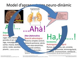 Carns, làctics, peixos, ous...
llegums, arròs, cereals integrals, pomes,
espàrrecs, avocats, pastanagues,
enciam, espinacs, soja, síndria,
cogombre, julivert, ametlles, plàtans...
Model d’aprenentatge neuro-dinàmic
Ah!... ...Ahà!
Ha,ha...!
Suprarenals
(Nor-)Adrenalina
Reacció adrenèrgica:
‘sistema simpàtic central’,
dilatació pulmonar, alerta
impuls vaso-constrictor,
acceleració cardíaca,
oxigenació muscular...
(aminoàcid tirosina, sintetitza
epinefrina – norepinefrina)
Serotonina
Autoregulació integral:
Humor, plaer, gana, son, ansietat,
obsessió, agressivitat, termoregulació,
sexualitat, enamorament, satisfacció...
(5-hidroxitriptamina, des del cervell i els intestins)
Dopamina
Activació:
Jugar, riure, bicicleta,
prendre el sol, meditació,
ioga, massatges, sexe
cantar, música, ballar,
córrer, nedar, xocolata,
picants... (pèptips opioides)
Pituitària
https://ca.wikipedia.org/wiki/Endorfina
http://www.reverse-therapy.es/que_son_les_endorfines-faq-1-7.htm
https://ca.wikipedia.org/wiki/Gl%C3%A0ndula_suprarenal
https://curiosoando.com/que-diferencia-adrenalina-de-noradrenalina-epinefrina-norepinefrina
http://www.medicalnewstoday.com/articles/291259.php#%C2%BFde_d%C3%B3nde_viene_la_serotonina
https://ca.wikipedia.org/wiki/Serotonina
 