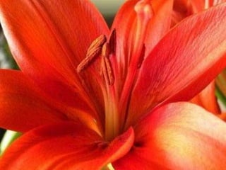 Santo antonio de padua