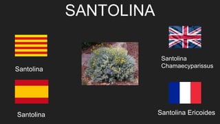 SANTOLINA
Santolina
Santolina
Santolina
Chamaecyparissus
Santolina Ericoides
 