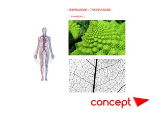 RESPIRAZIONE – TRASPIRAZIONE
… in natura …

concept

 