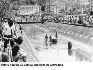 TOURO FUGIDO DA BOIADA QUE CAIU NO CANAL1968 