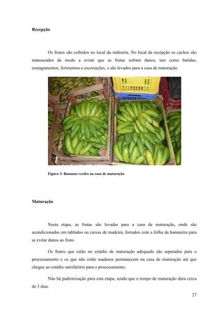 Recepção




         Os frutos são colhidos no local da indústria. No local da recepção os cachos são
manuseados de modo a evitar que as frutas sofram danos, tais como batidas,
esmagamentos, ferimentos e escoriações, e são levados para a casa de maturação.




         Figura 3- Bananas verdes na casa de maturação




Maturação




         Nesta etapa, as frutas são levadas para a casa de maturação, onde são
acondicionadas em tablados ou caixas de madeira, forrados com a folha da bananeira para
se evitar danos ao fruto.

         Os frutos que estão no estádio de maturação adequado são separados para o
processamento e os que não estão maduros permanecem na casa de maturação até que
chegue ao estádio satisfatório para o processamento.

         Não há padronização para esta etapa, sendo que o tempo de maturação dura cerca
de 3 dias.
                                                                                      27
 