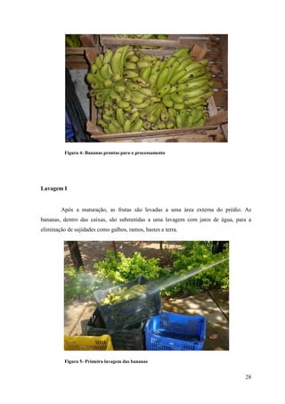 Figura 4- Bananas prontas para o processamento




Lavagem I


        Após a maturação, as frutas são levadas a uma área externa do prédio. As
bananas, dentro das caixas, são submetidas a uma lavagem com jatos de água, para a
eliminação de sujidades como galhos, ramos, hastes e terra.




          Figura 5- Primeira lavagem das bananas


                                                                               28
 