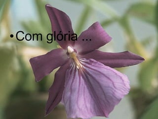 Com glória ... 