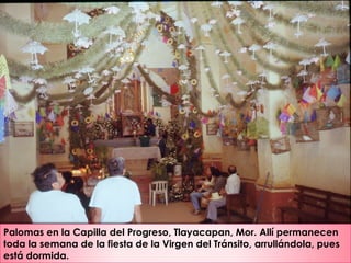 Palomas en la Capilla del Progreso, Tlayacapan, Mor. Allí permanecen
toda la semana de la fiesta de la Virgen del Tránsito, arrullándola, pues
está dormida.
 